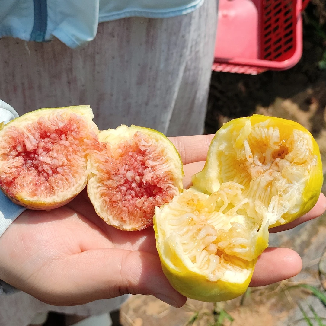 树上熟芭劳奈无花果新鲜采摘软糯香甜顺丰包邮孕妇水果