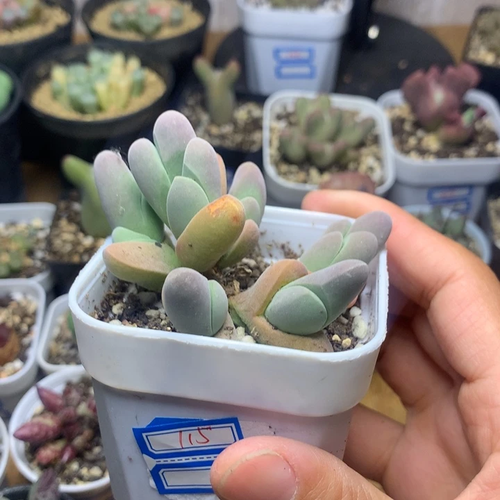 115 大鲨鱼多肉植物