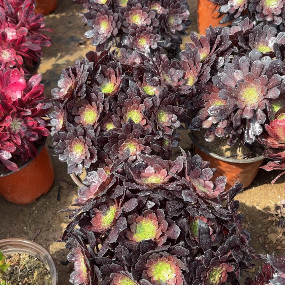 黑铜壶绣球9.9多肉植物