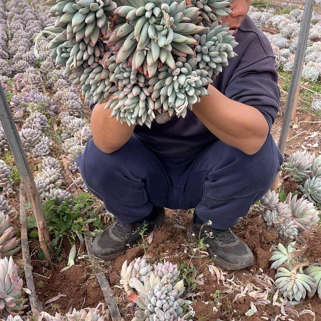 熊*2号所罗门一物一拍