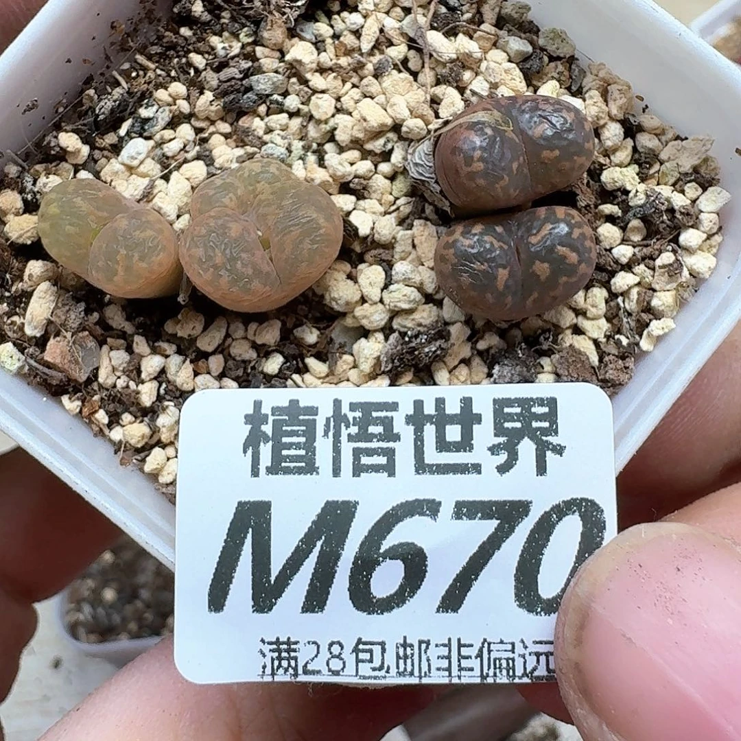 多肉植物的润泽额分