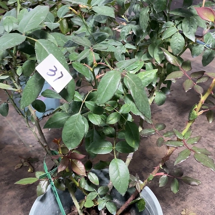 少量花朵（建议范围：2朵-5朵 或40%以下）37詹尼斯