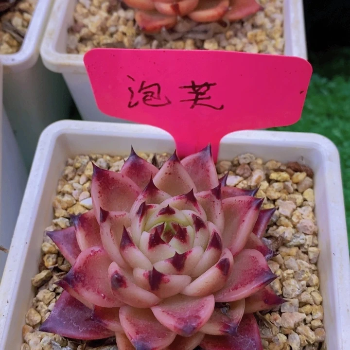 开心多肉，一物一拍