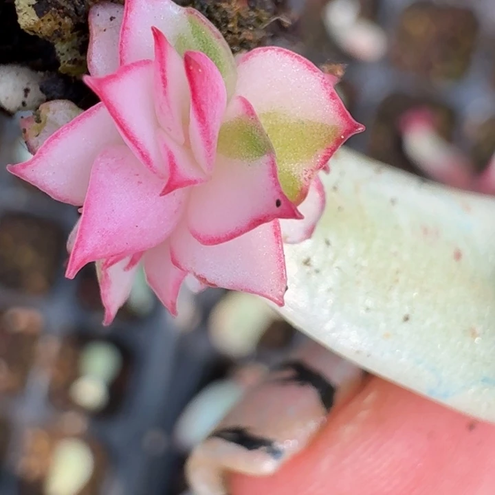 吉赛尔锦一物一拍74