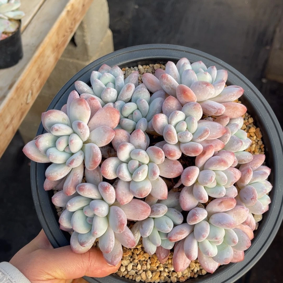 一物一拍不支持退换