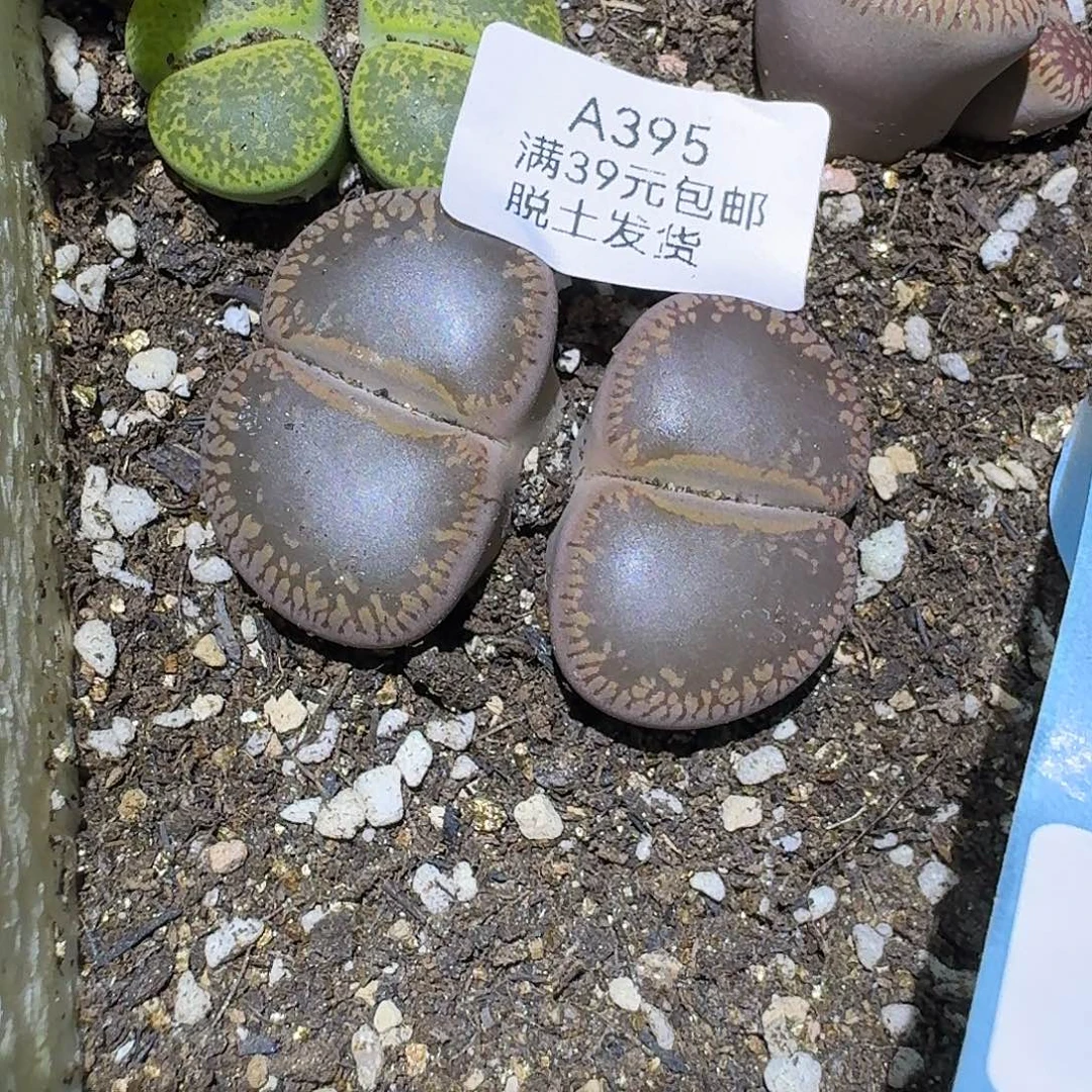 395多肉哈哈哈哈哈哈哈