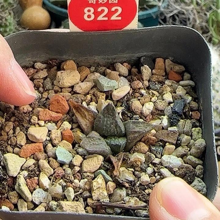 实生连山牡丹一颗66888