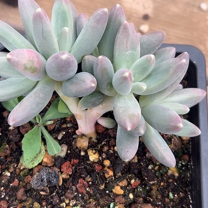 欧若拉美人特价一物一拍