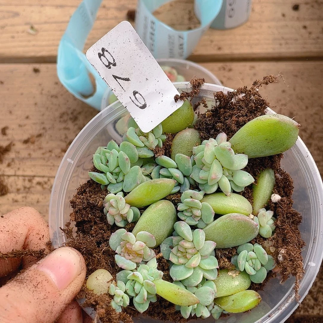 多肉植物多肉植物678