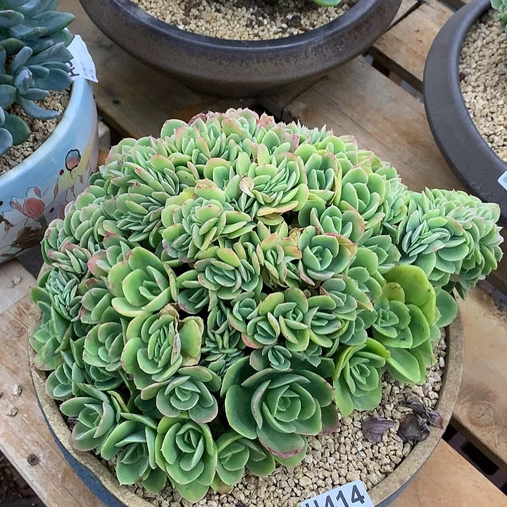 星娜塔缀化 非偏远38包邮、节后发