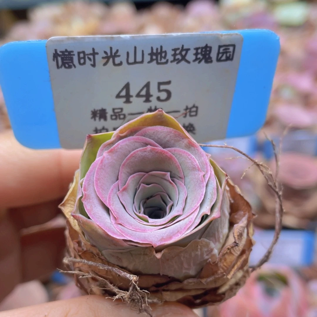 山地玫瑰445裸根发货不售后