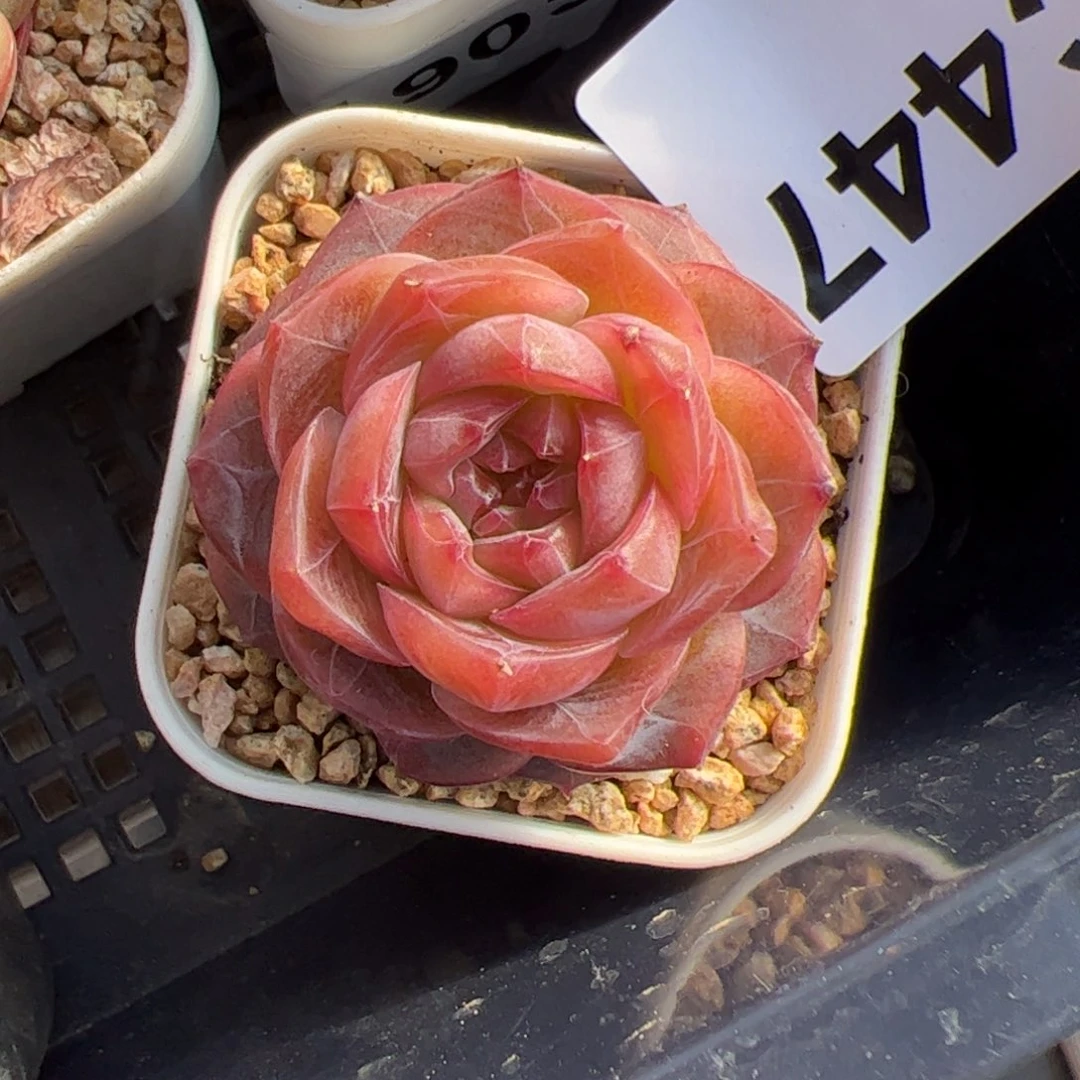 *****447 满38包邮一物一拍