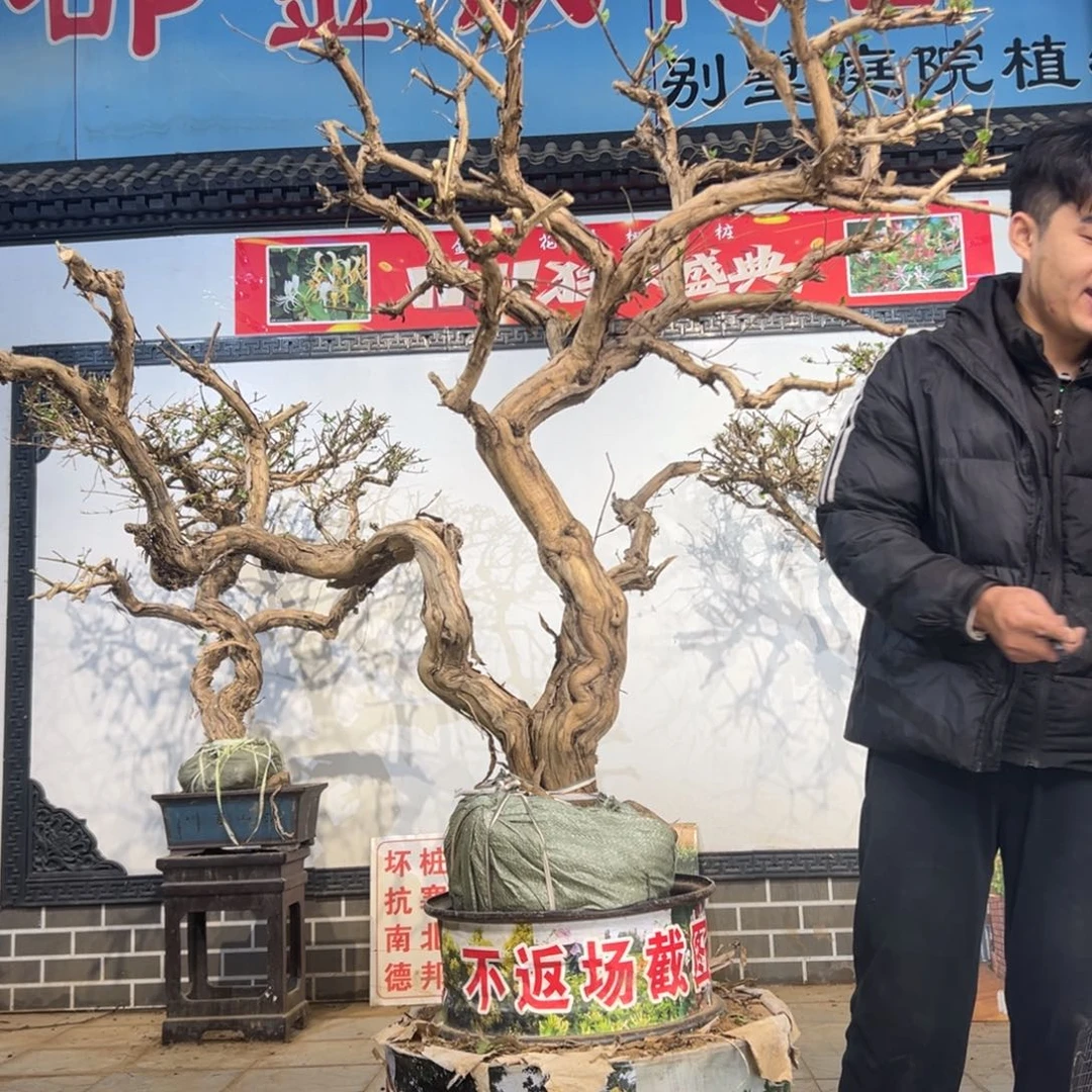 无花朵金银花开花125266888