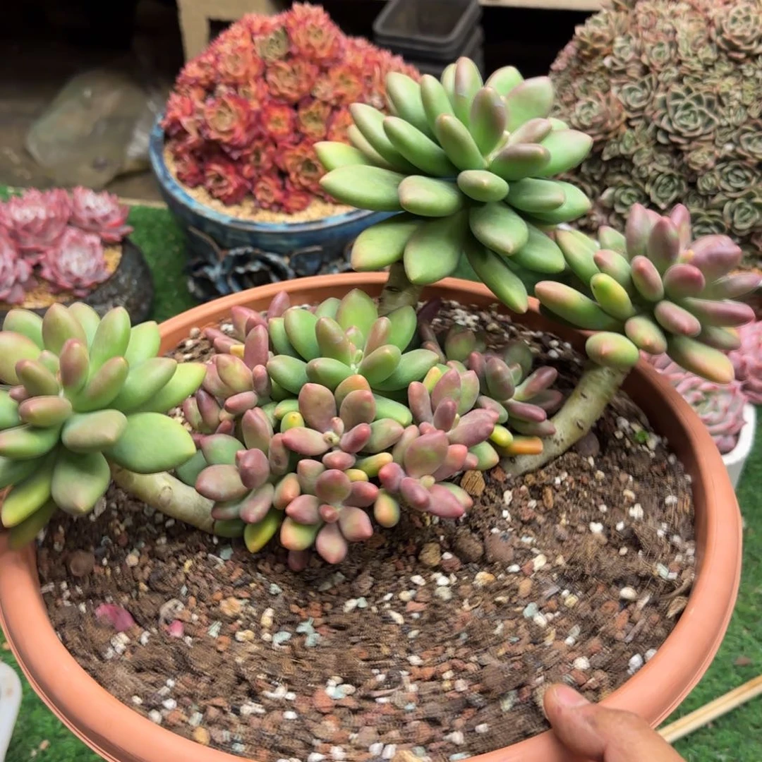 芒果奶多肉000000001