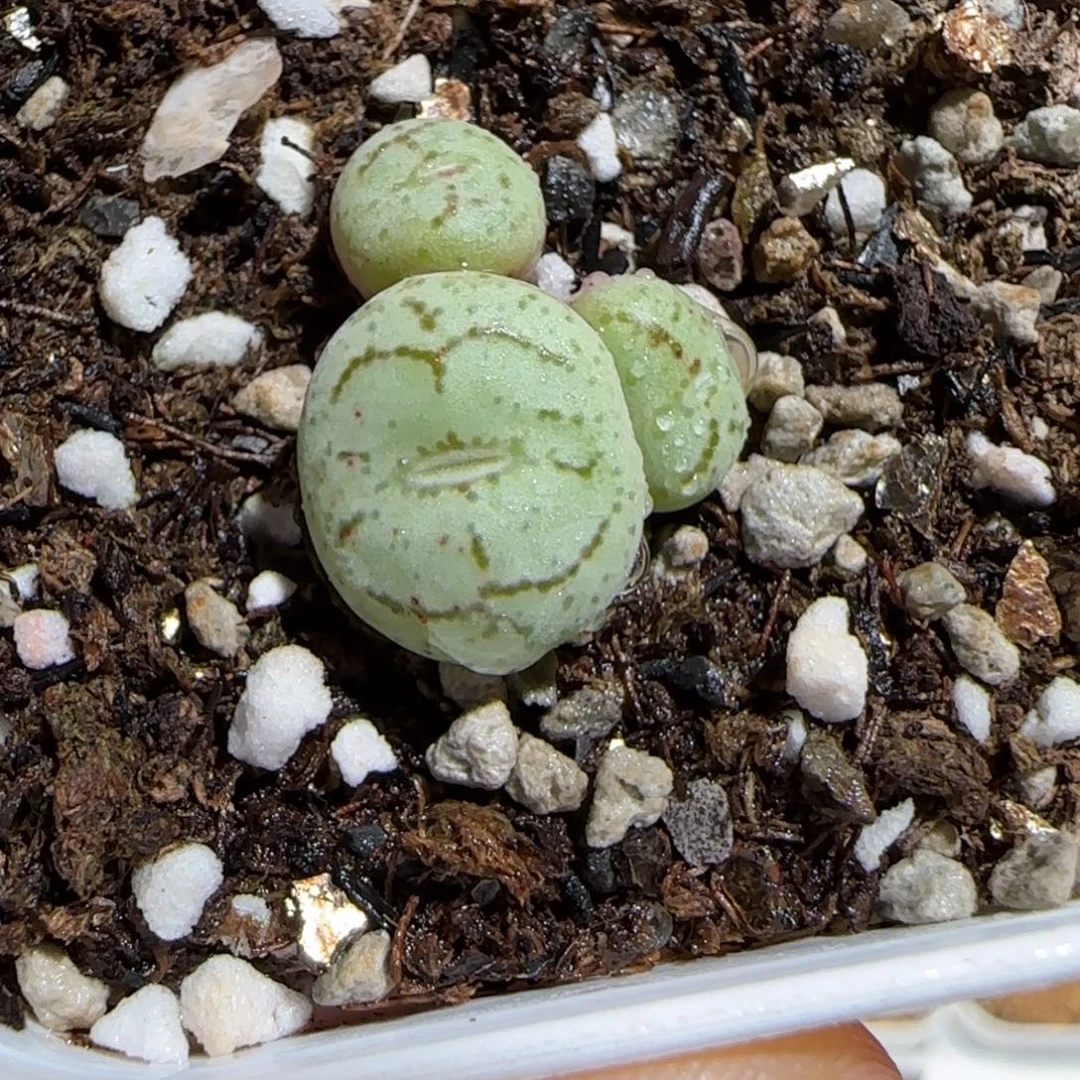 肉锥多肉植物组合-975
