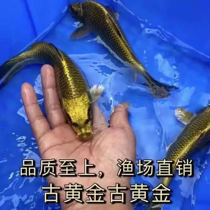 精品古黄金锦鲤观赏鱼冷水鱼淡水鱼活体顺丰包邮