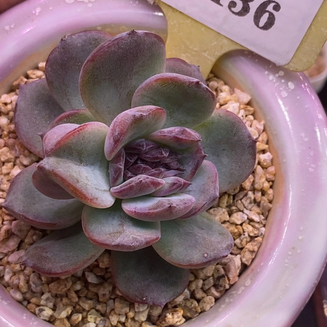 1136黑橙子缀化多肉……