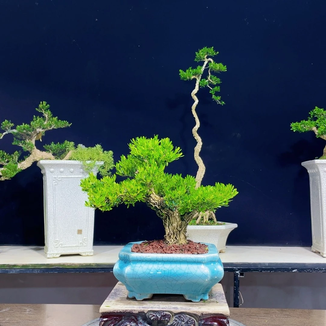 完全开放黄杨盆景四季常青