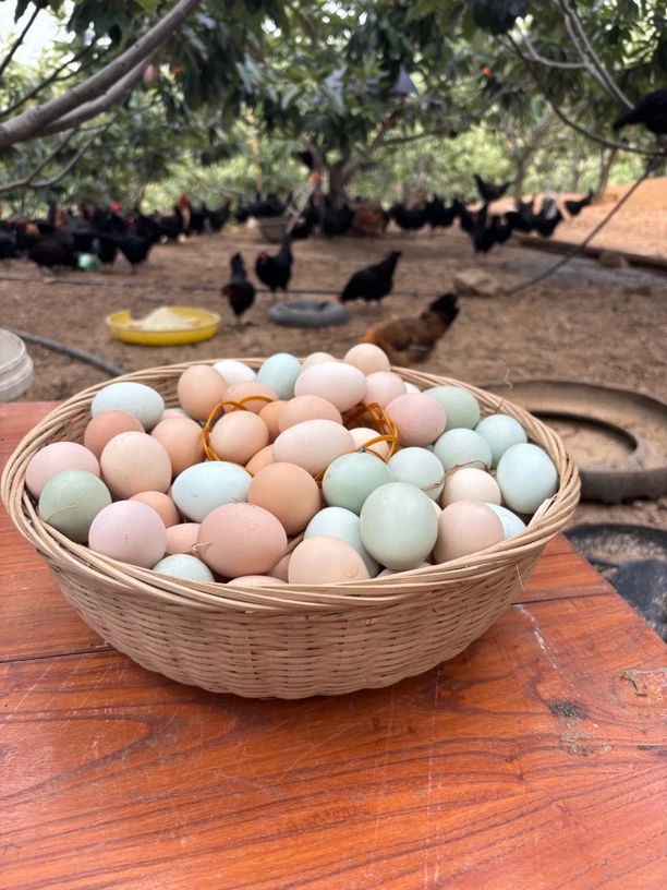 山林散养新鲜土鸡蛋初生蛋《粉壳40枚装》.净重3.3-3.5斤