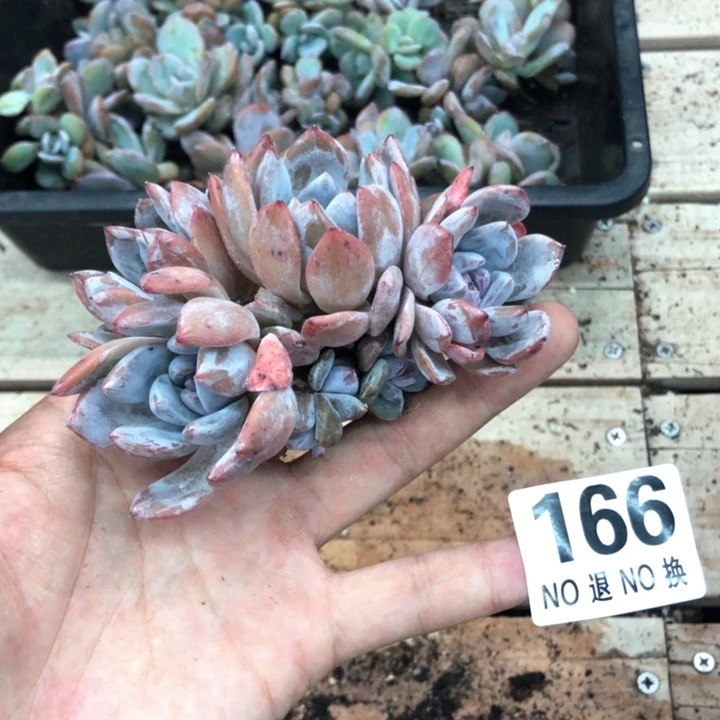 星影石榴籽福利出咯 8 头 166