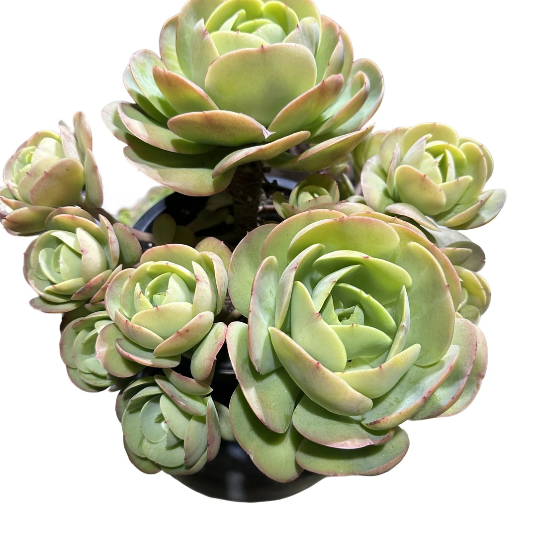 精品多肉植物  鸡蛋碧桃