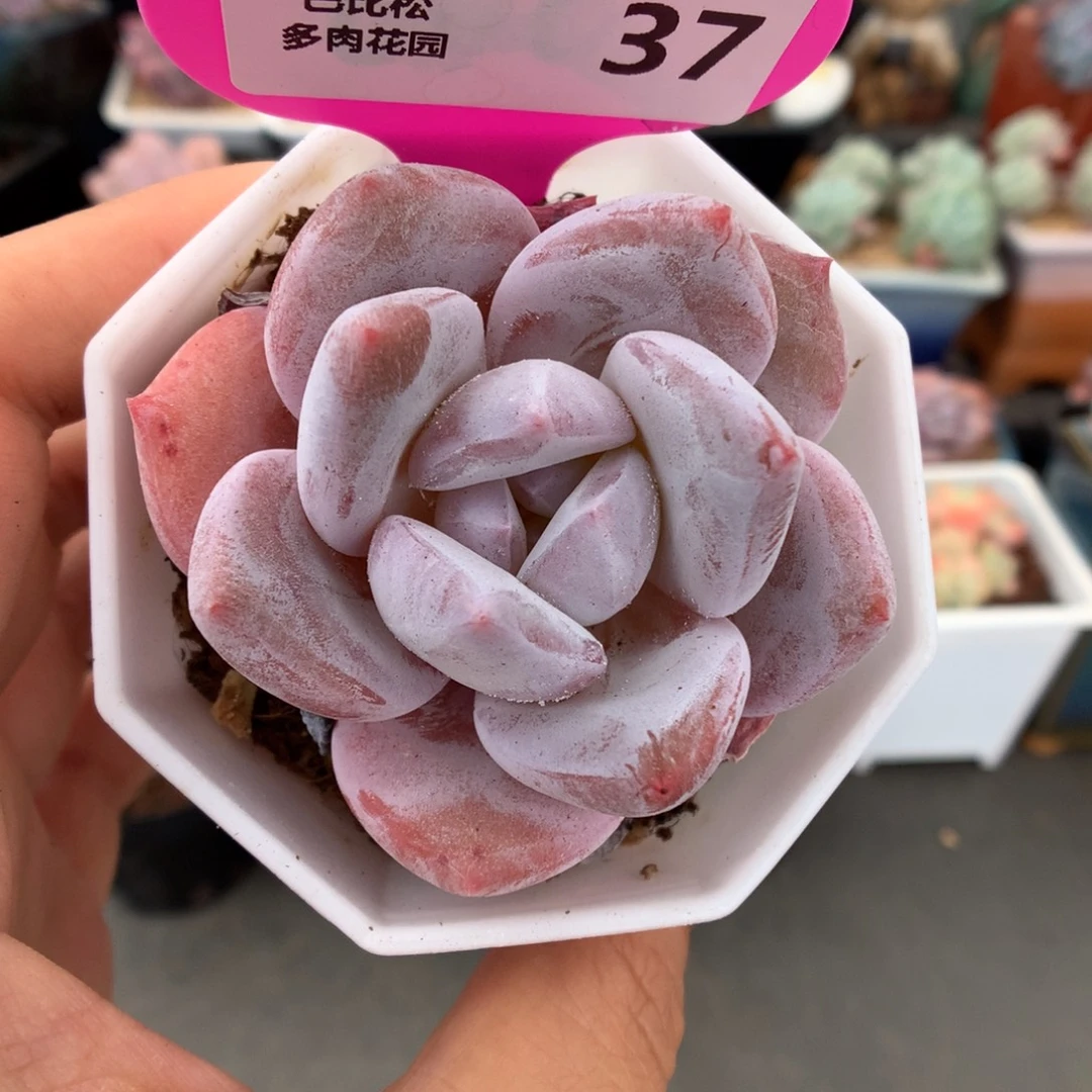 37糖心雪天使多肉植物