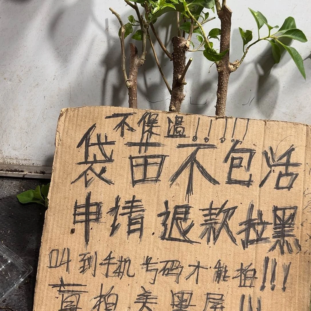 好***好无花朵袋苗盲盒三颗不包活16