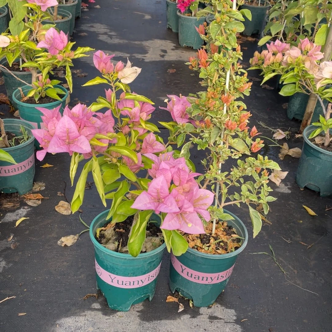 米***花全部花朵少女心+粉天使量拍