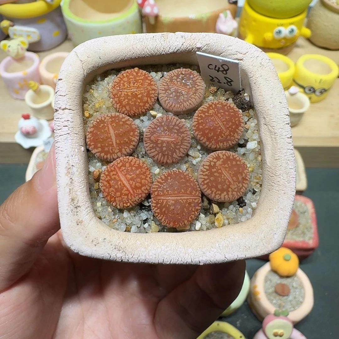 蘑菇577日轮彩拼