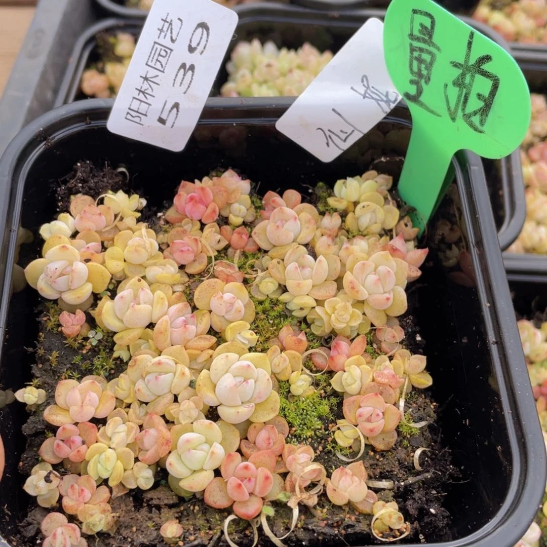 量拍多肉植物多肉植物539