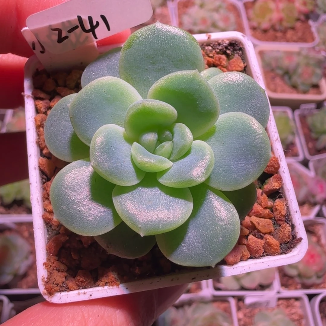 2-41福利小白花单头
