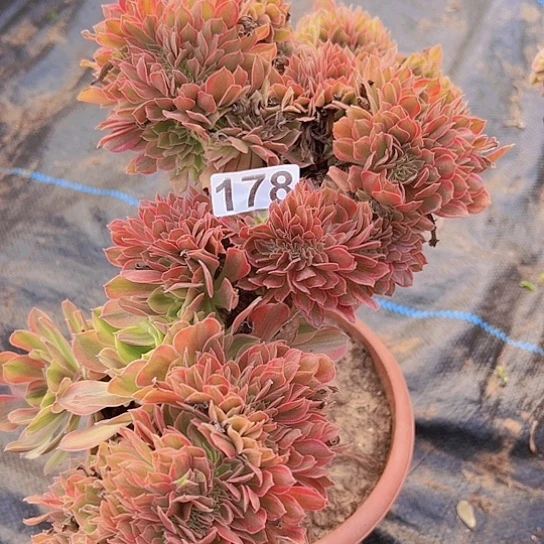 数***生多肉植物一个斑斓