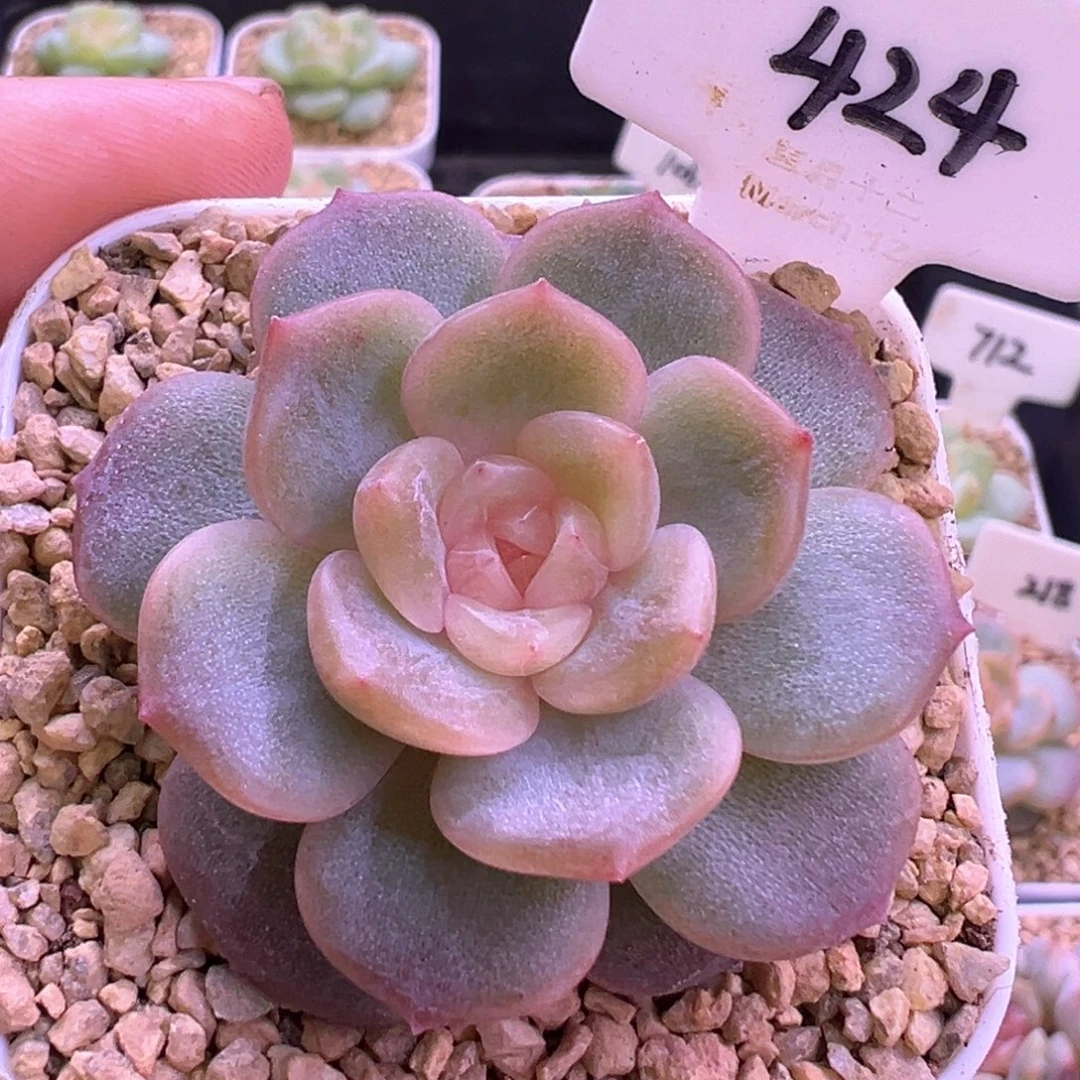 424号粉色恋人 晗雨多肉