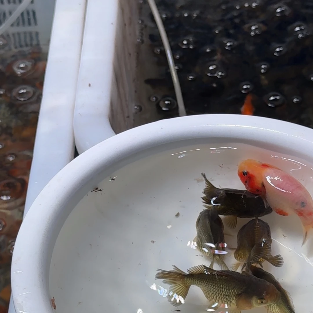 斑马鱼百十条包邮到家