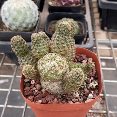花木兰群7仙人球
