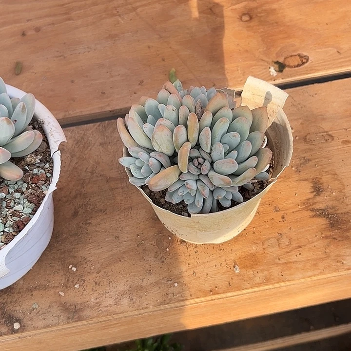 负***多肉植物实物直播实物208