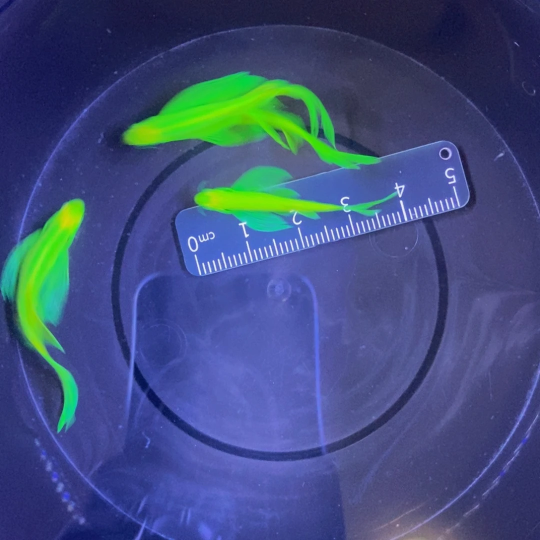 海星蝶翼斑马翡翠绿4厘米3条送一小