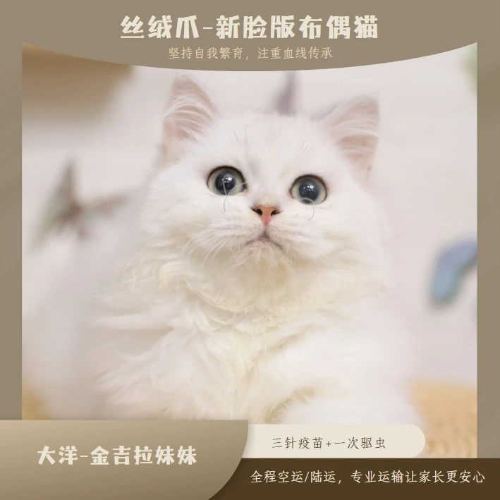 Velvet paw大洋-金吉拉弟弟宠物猫咪全款链接宠物猫购买