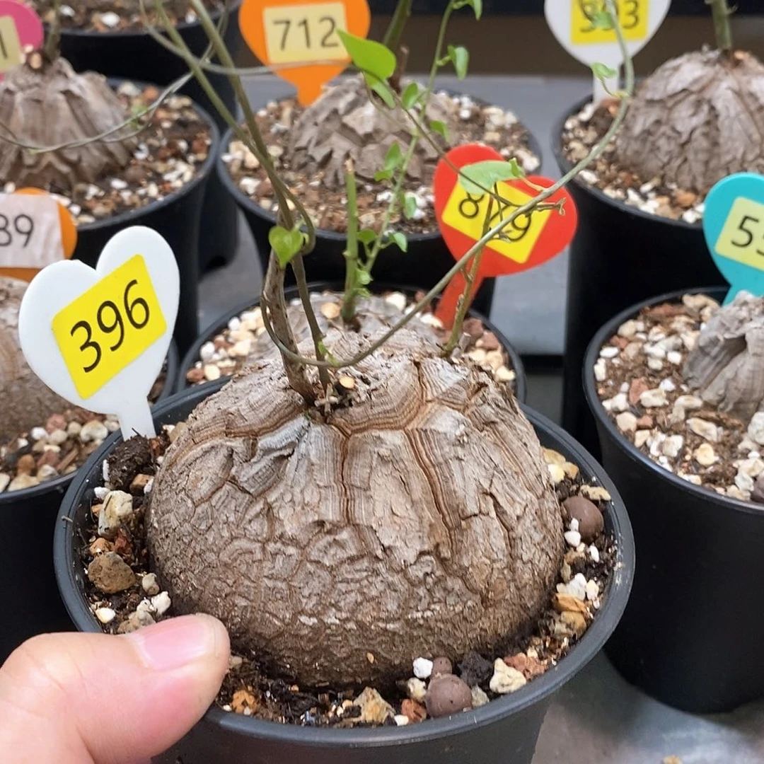 南非龟甲龙龟甲龙