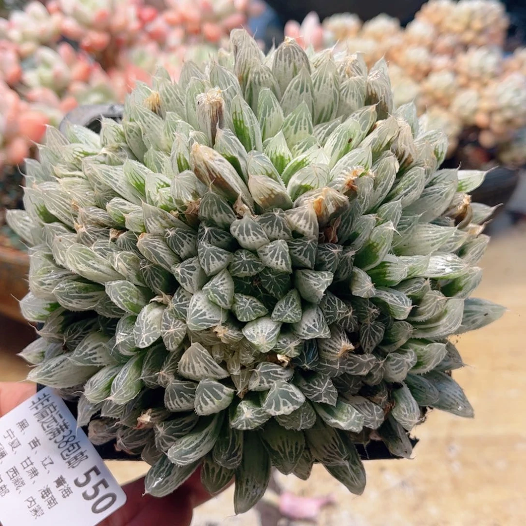 550玉露德华多肉