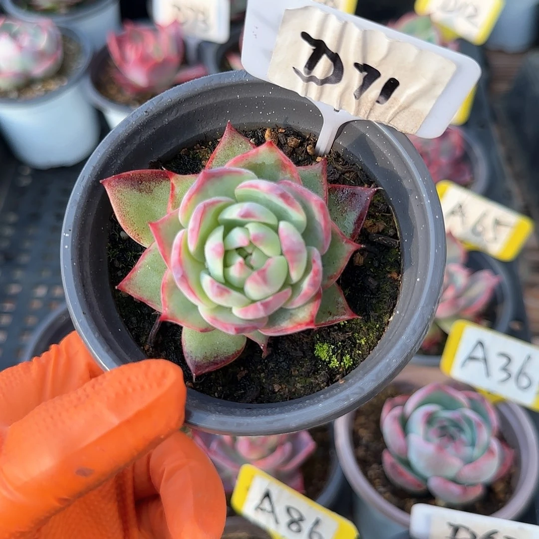 芳*D71惊鸿单头多肉