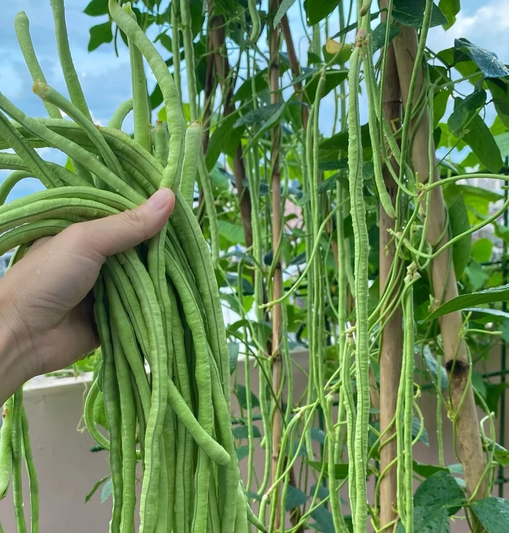 俺家的老品种----豆角