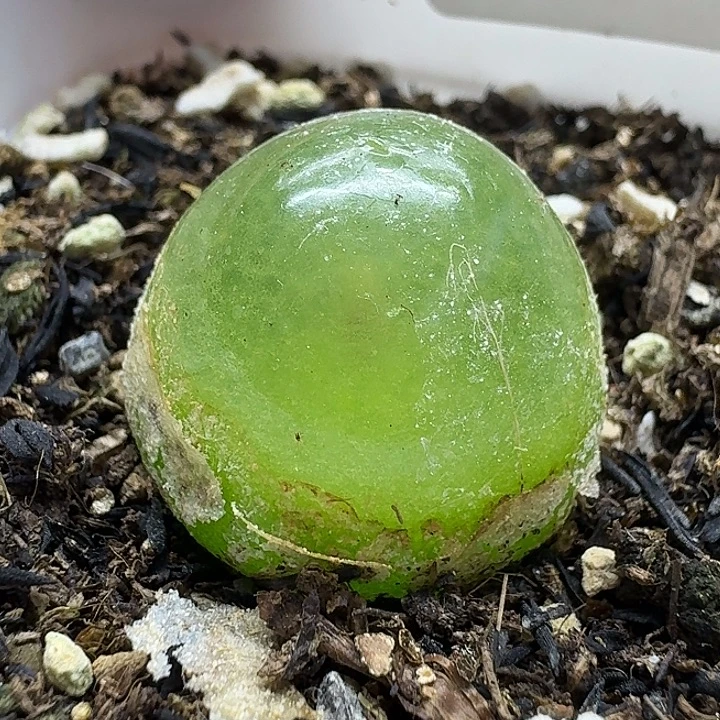 老马生石花2.2灯泡915