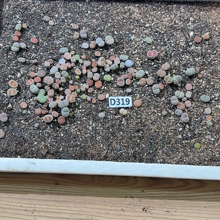 生319石花整筐脱土发货