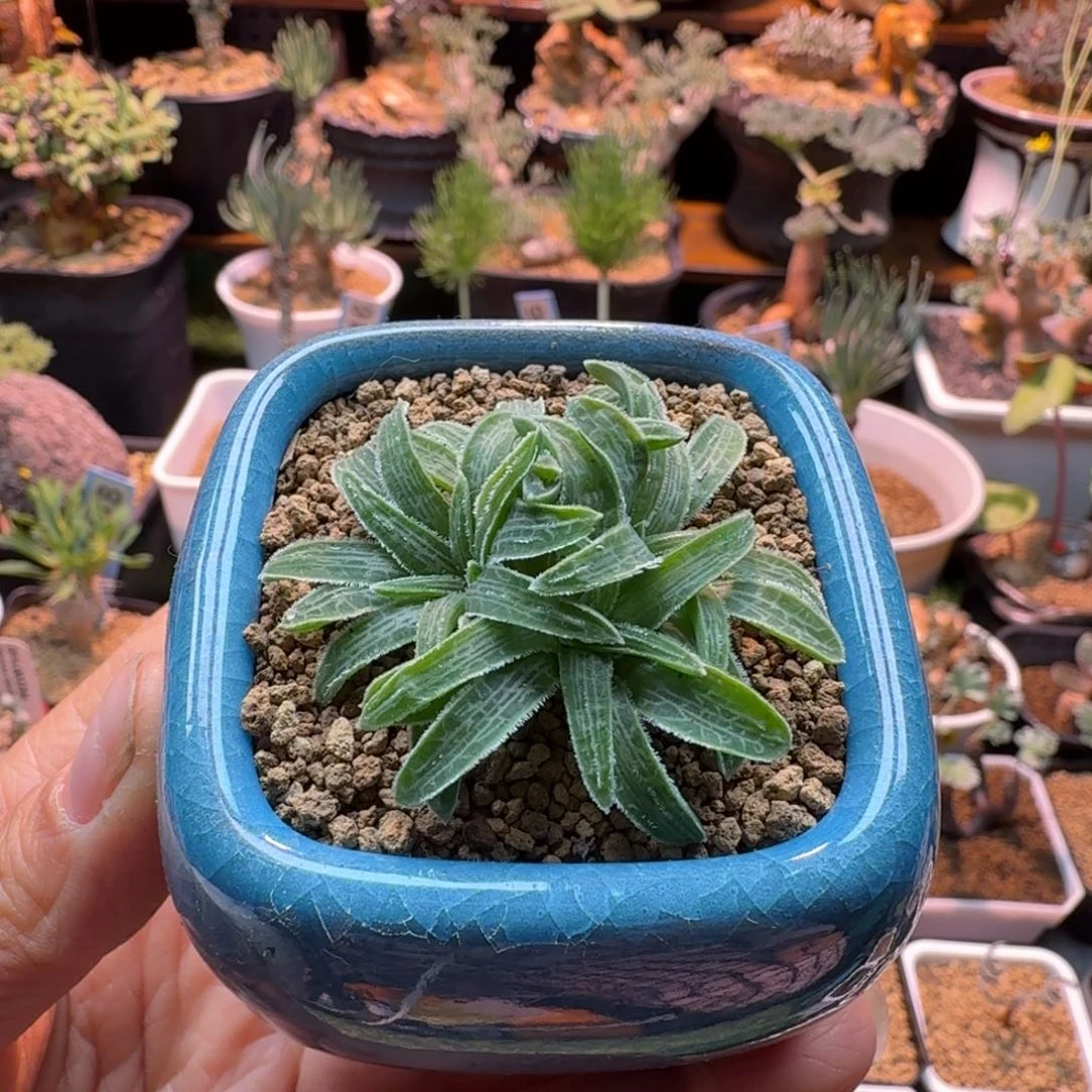 块根寿555 仙人球