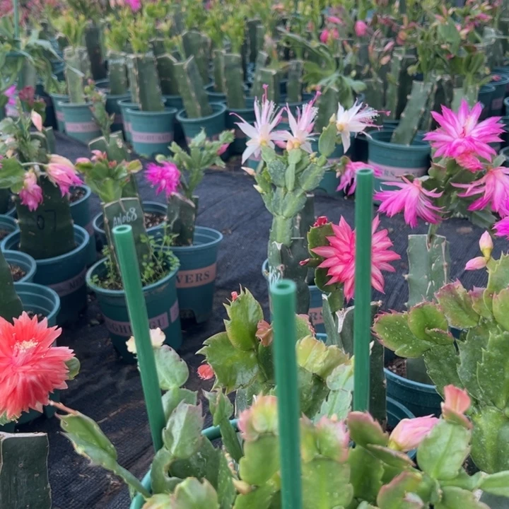 李***英17号038粉色花朵0000