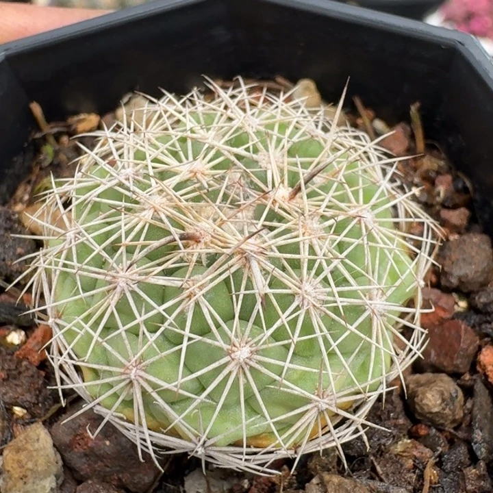 凤舞实生仙人球