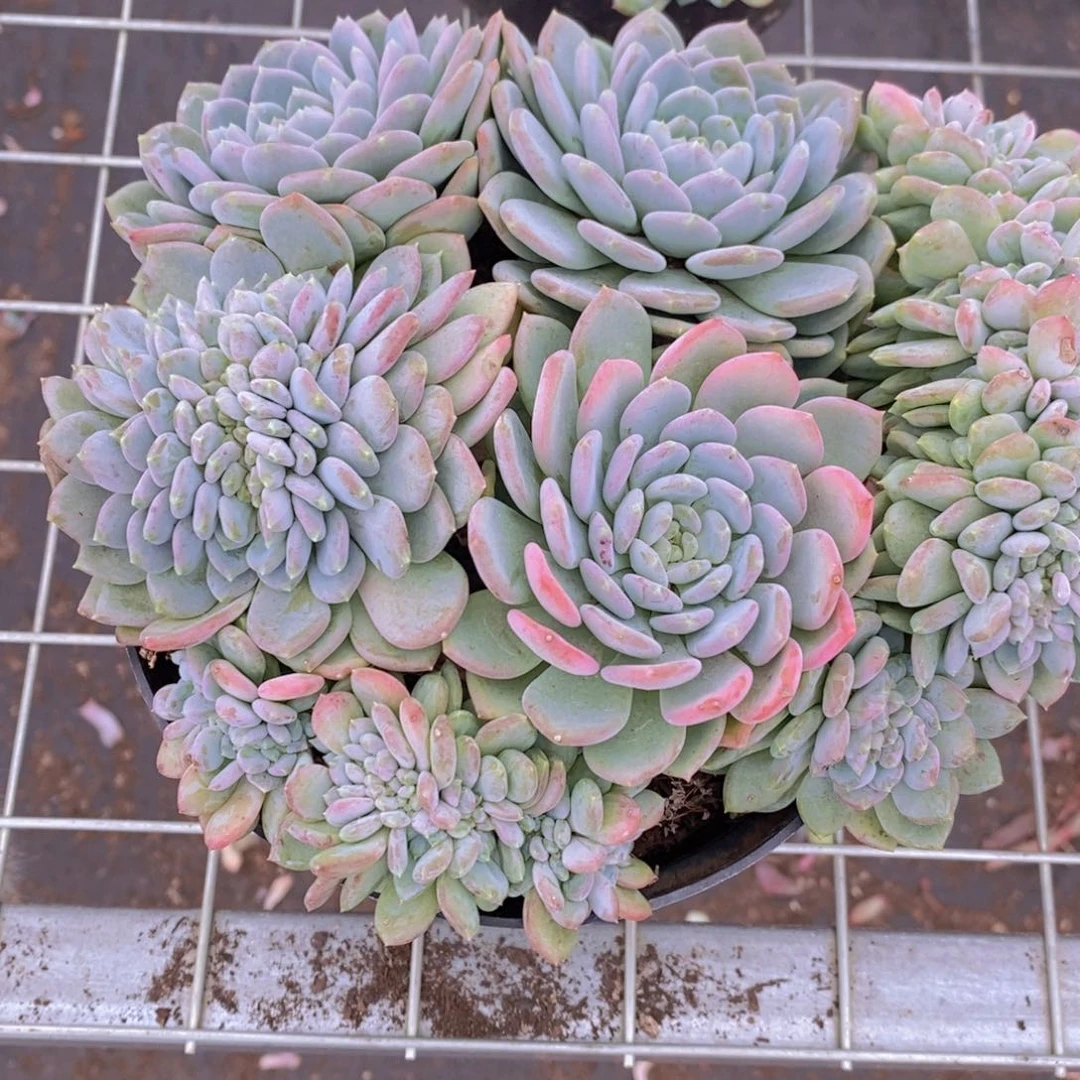 玛瑙缀多头群生