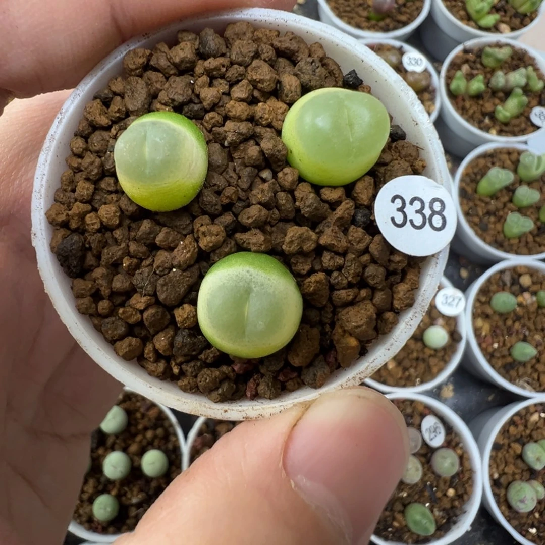 拉登一颗脱土3380000