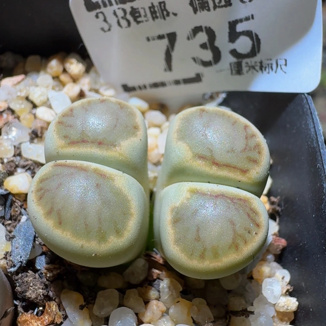 Ssss精品生石花735